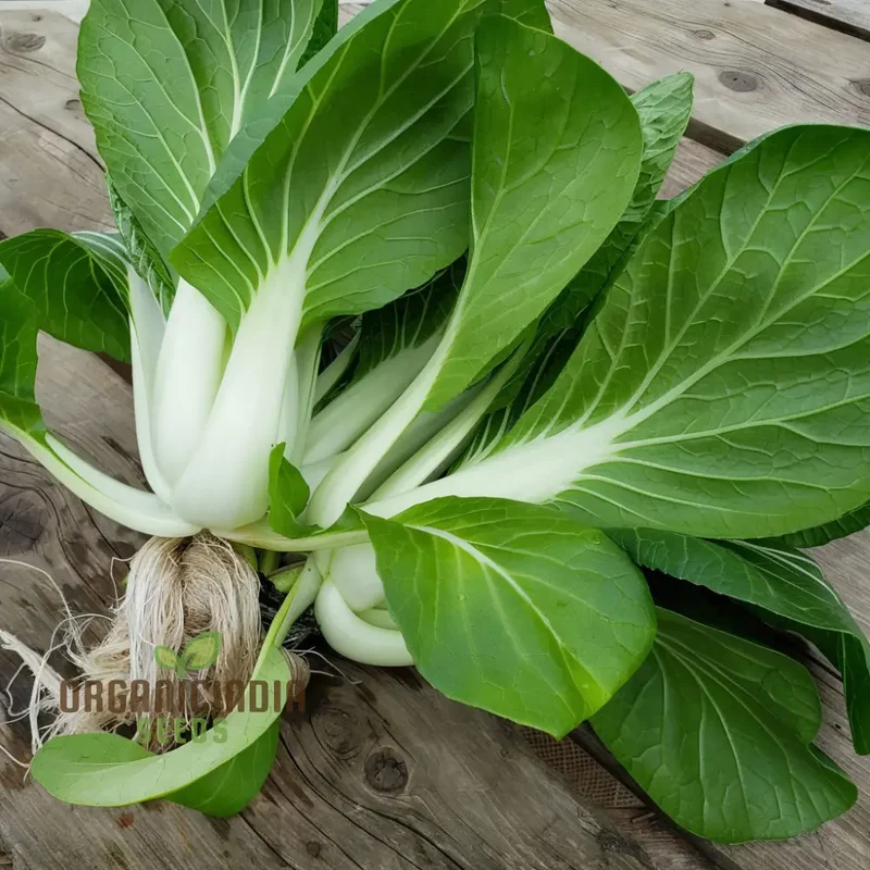 Canton Bok Choy(Pak Choi) Vegetable Seeds for Planting, Ideal for Gardening Enthusiasts - High-Quality, Non-GMO Seeds for a Bountiful Harvest