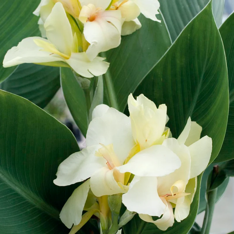 Premium White Canna Flower Seeds for Lush Gardening, Grow Stunning Perennial Blooms in Your Garden