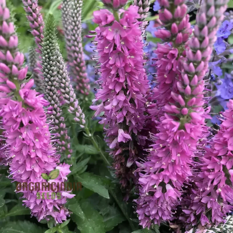Pink Speedwell Veronica Flower Seeds – Elegant Border Garden Blooms