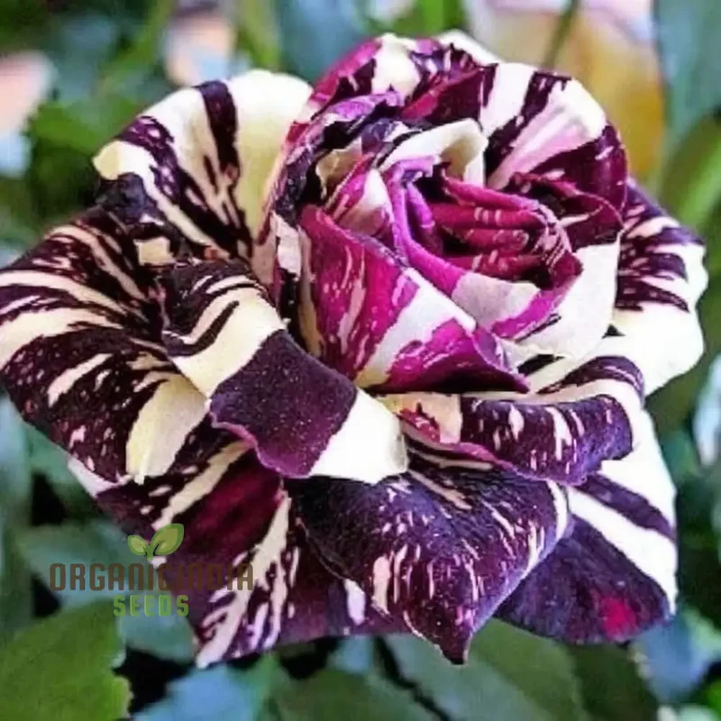 Premium Tiger Stripes Rose Flower Seeds for Lush, Vibrant Gardens, Unique Striped Rose Seeds for Home Gardeners