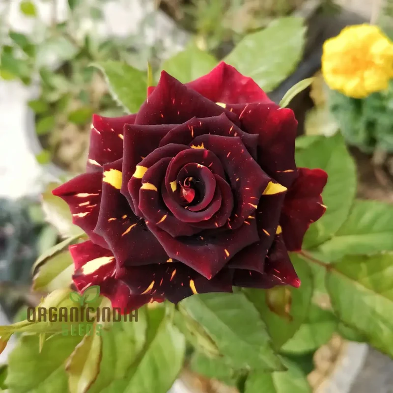 Premium Tiger Stripes Rose Flower Seeds for Lush, Vibrant Gardens, Unique Striped Rose Seeds for Home Gardeners