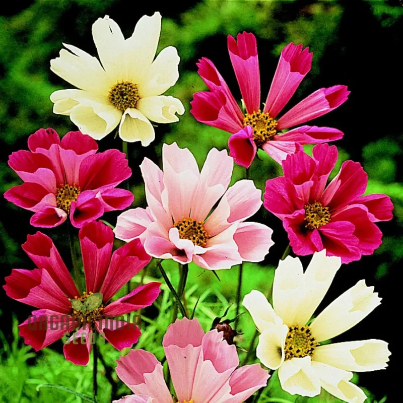 Cosmos Sea Shells Mixed Flower Seeds - Premium Gardening Seeds for Vibrant and Unique Blossoms | Perfect for Home Gardens and Landscapes