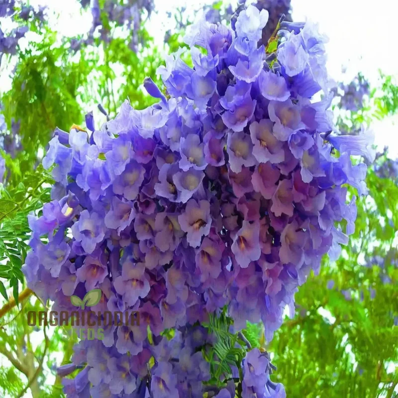 Mimosifolia Fern Tree Seeds – Tropical Landscape Gardening
