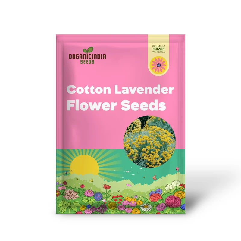 Santolina Seeds (Cotton Lavender Seeds) - Fragrant Hardy Blooms for Borders & Landscapes