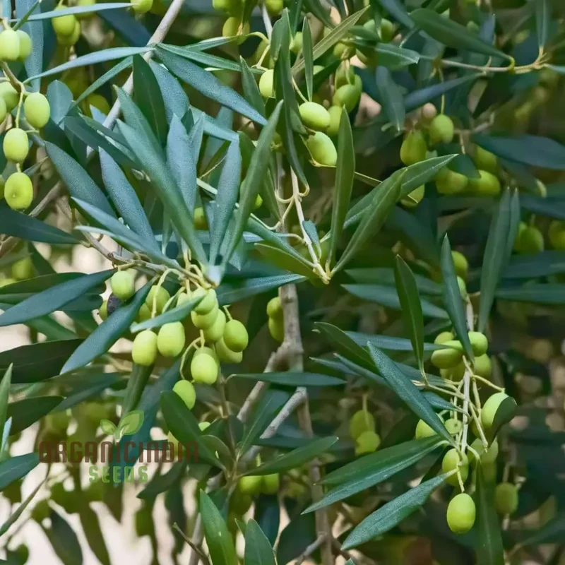 Tree Plant Seeds, Easy to Grow, Mediterranean Climate, Fast Germination, Home Gardens and Landscapes"