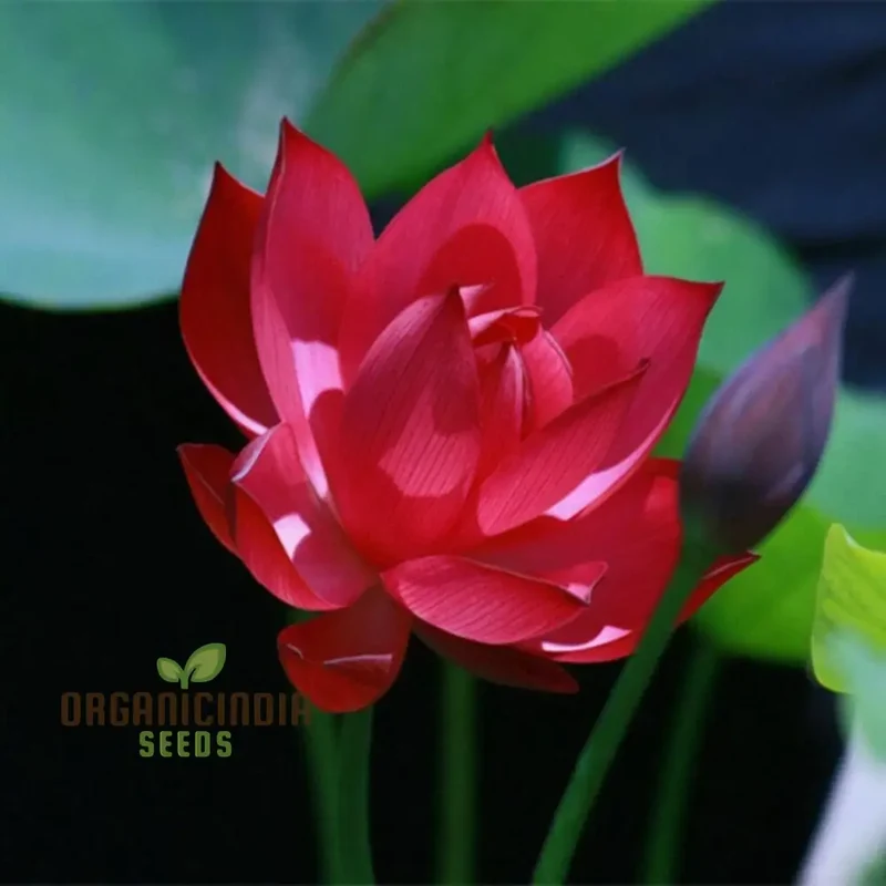 Lotus Flower Seeds – Stunning Resilient Blooms for Gardening