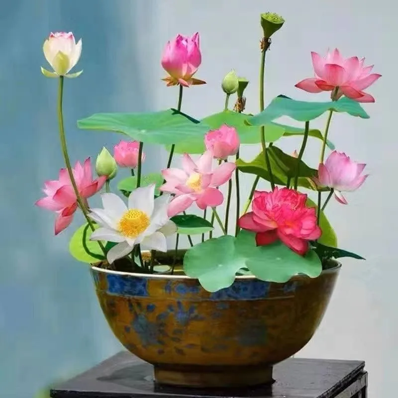 Lotus Flower Seeds – Stunning Resilient Blooms for Gardening