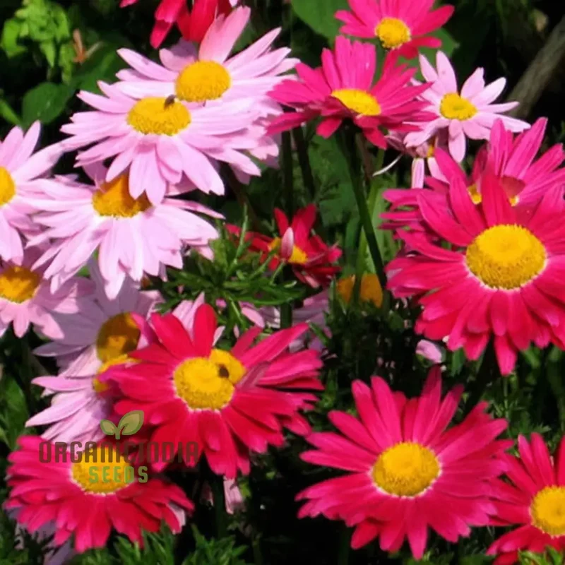 Premium Mix Colour Pyrethrum Seeds – Vibrant Garden Blooms
