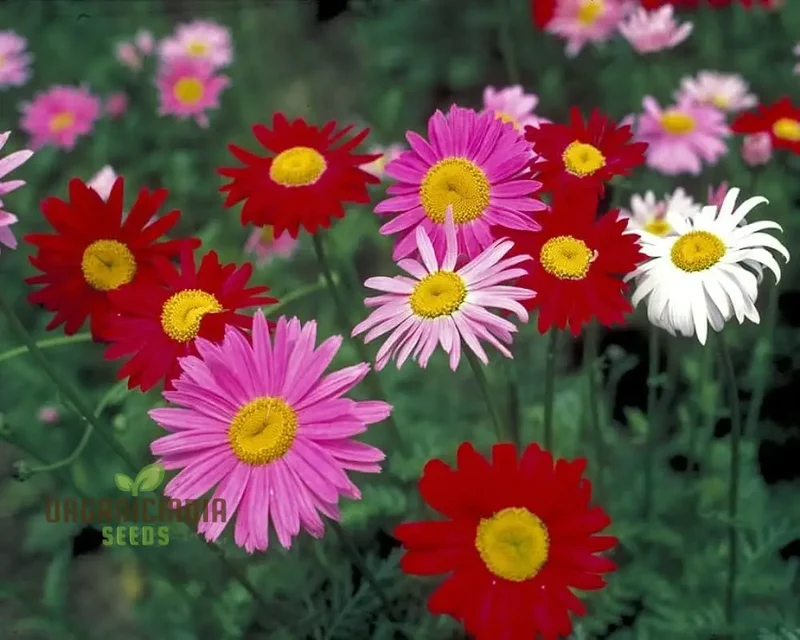Premium Mix Colour Pyrethrum Seeds – Vibrant Garden Blooms