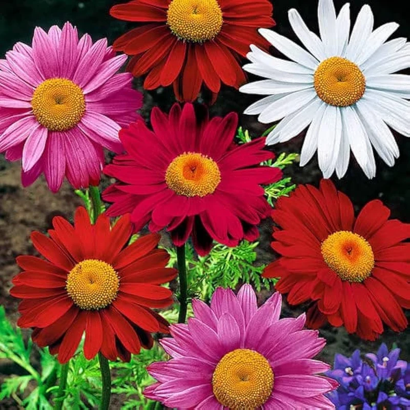 Premium Mix Colour Pyrethrum Seeds – Vibrant Garden Blooms