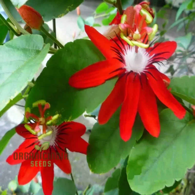 Captivating Red Passion Flower Seeds, Infuse Your Garden with Striking Beauty, Perfect for Planting and Gardening Enthusiasts