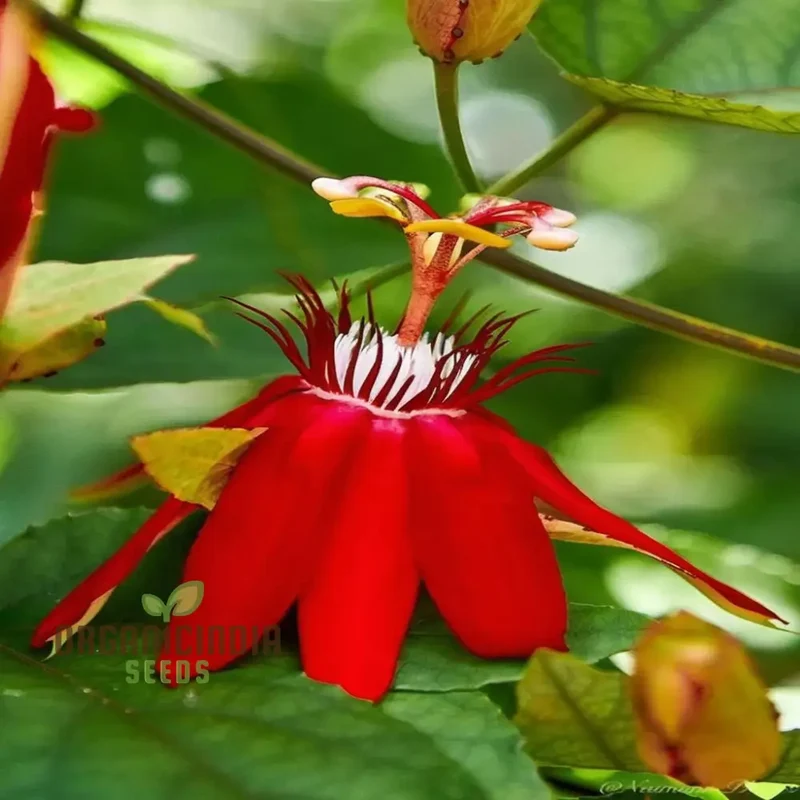 Captivating Red Passion Flower Seeds, Infuse Your Garden with Striking Beauty, Perfect for Planting and Gardening Enthusiasts