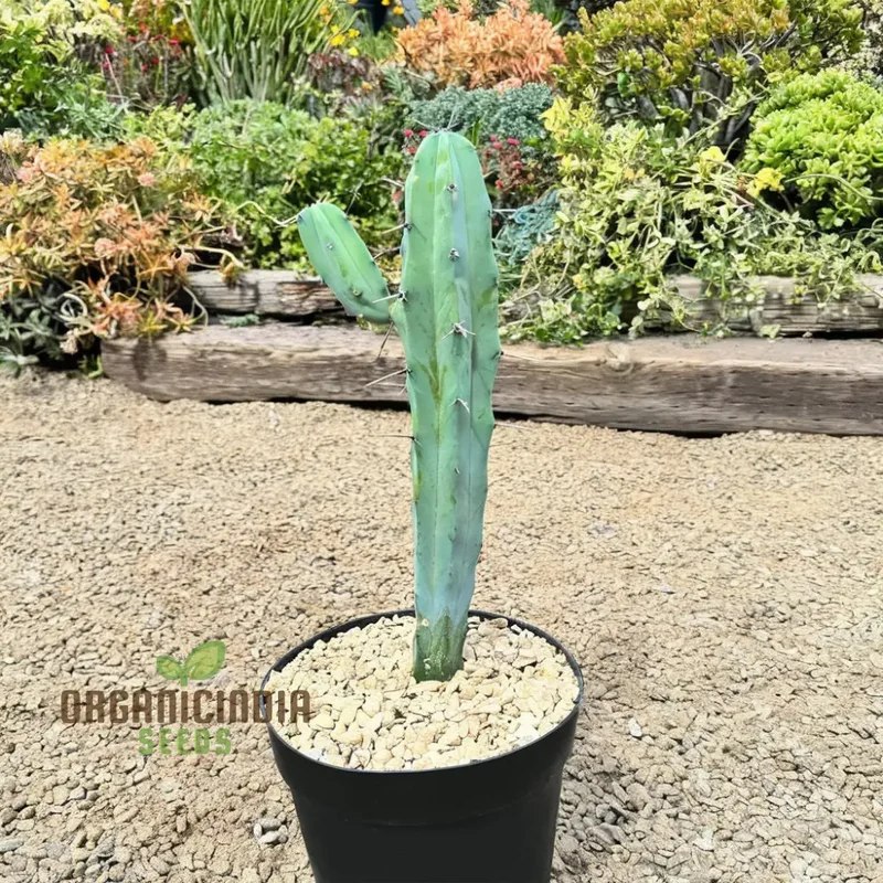 Blue Myrtle Cactus (Myrtillocactus geometrizans) Plant Seeds, Rare, Fast-Growing, Ideal for Indoor and Outdoor Gardens