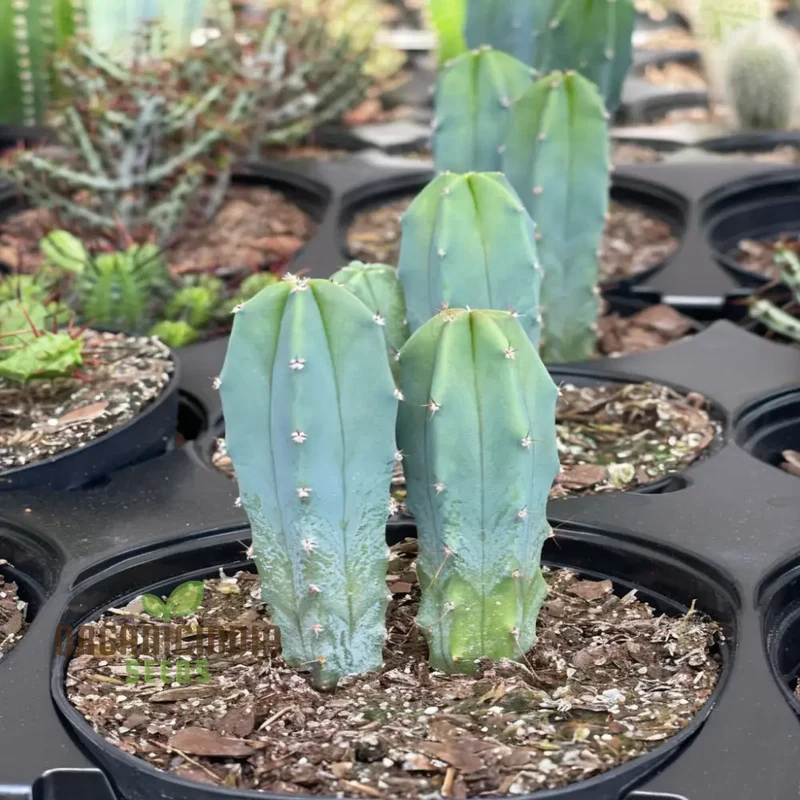 Blue Myrtle Cactus (Myrtillocactus geometrizans) Plant Seeds, Rare, Fast-Growing, Ideal for Indoor and Outdoor Gardens