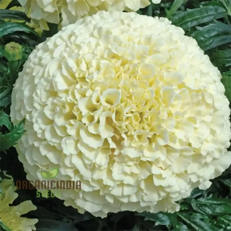 White Marigold Flower Seeds for Gardening Enthusiasts Grow Stunning Blooms with Our High Quality Marigold Seeds