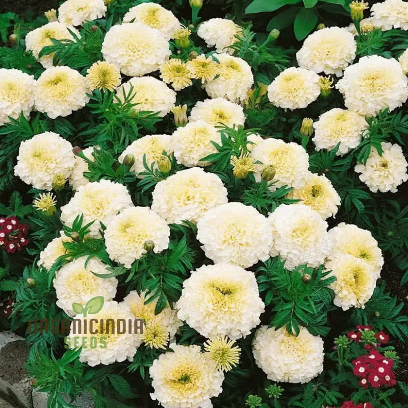 White Marigold Flower Seeds for Gardening Enthusiasts Grow Stunning Blooms with Our High Quality Marigold Seeds