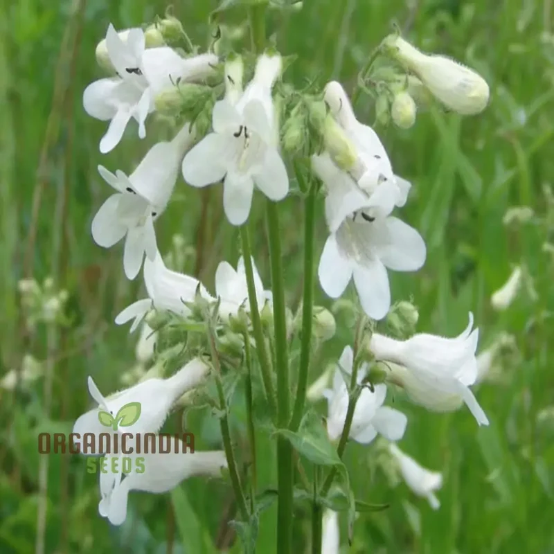 White Penstemon Flower Seeds - Elegant Blooms for Sophisticated Garden Displays