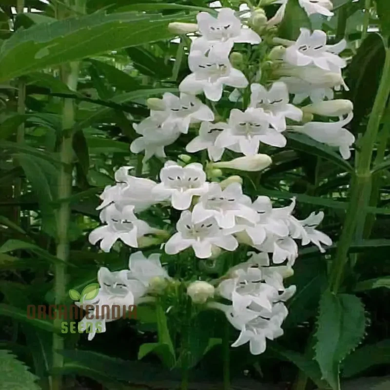 White Penstemon Flower Seeds - Elegant Blooms for Sophisticated Garden Displays