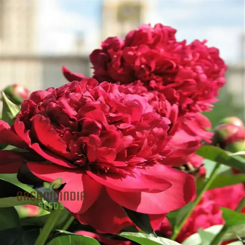 Red Peony Flower Seeds, Transform Your Garden with Stunning Blossoms, Ideal for Planting and Gardening Enthusiasts