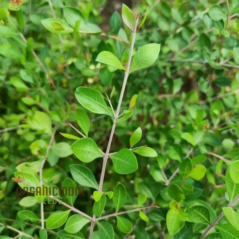 Henna Plant Seeds - Cultivate Your Own Natural Dye and Medicinal Herb