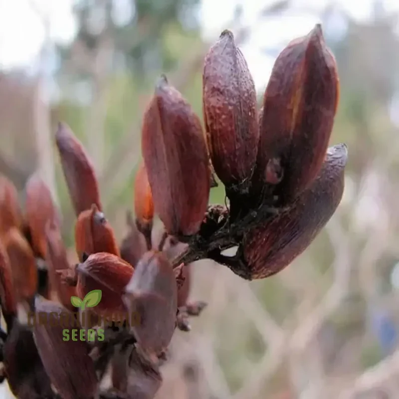 Premium Lilac Tree Seeds for Beautiful Blossoming Gardens â€“ Perfect for Creating Lush, Fragrant Outdoor Spaces
