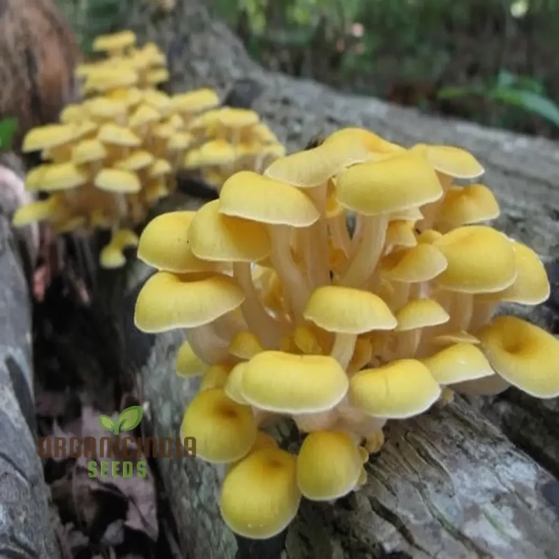 Yellow Mushroom Vegetable Seeds, Unique and Flavorful Addition to Culinary Gardens