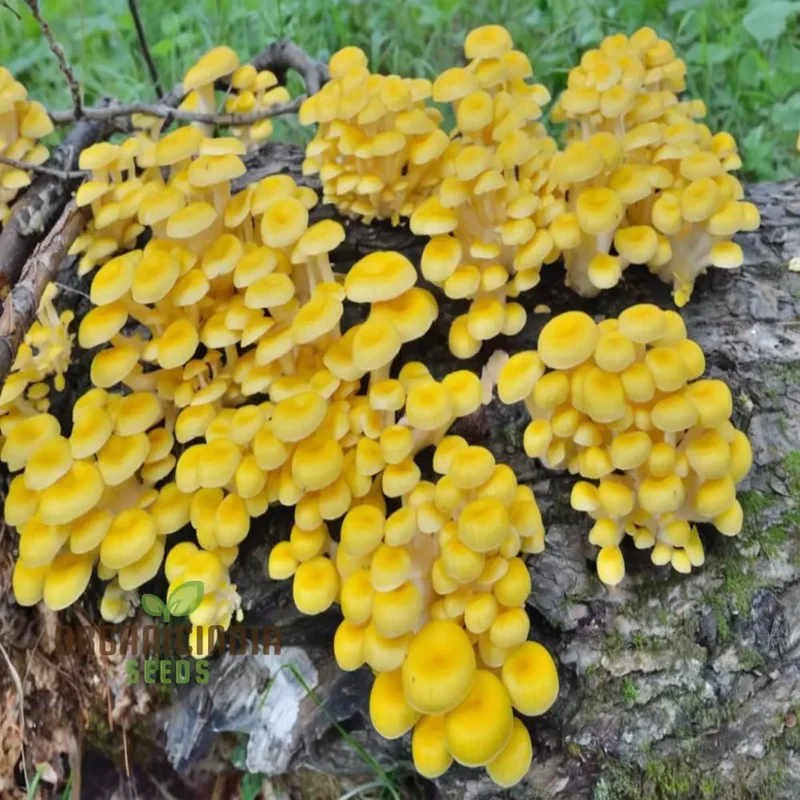 Yellow Mushroom Vegetable Seeds, Unique and Flavorful Addition to Culinary Gardens
