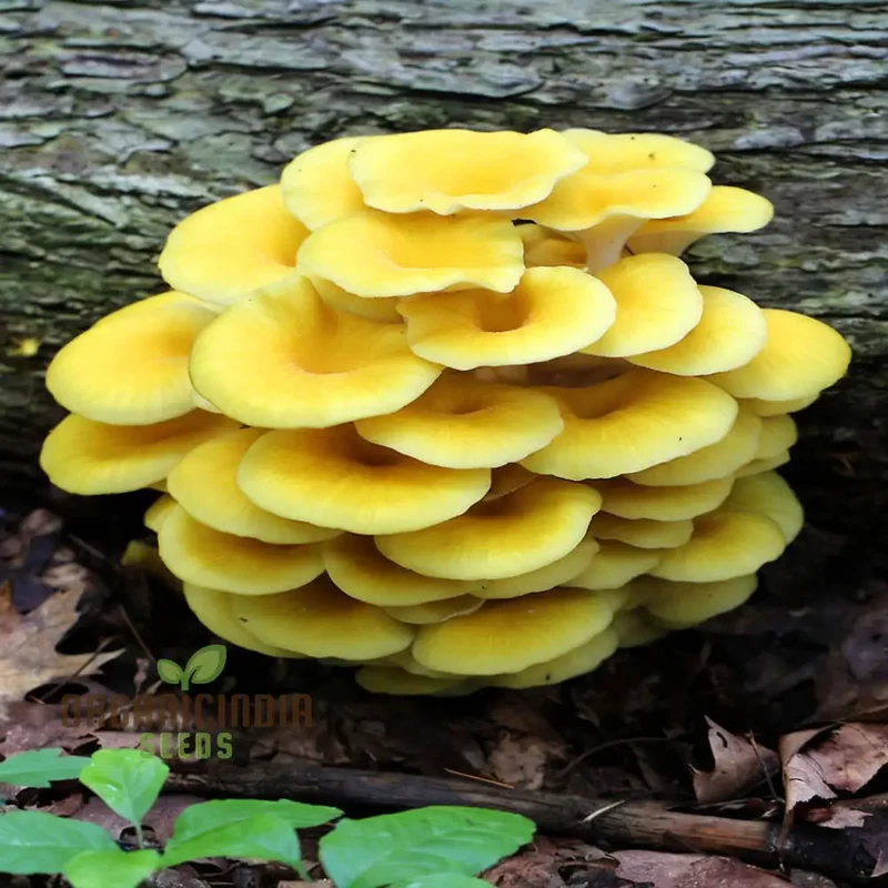 Yellow Mushroom Vegetable Seeds, Unique and Flavorful Addition to Culinary Gardens