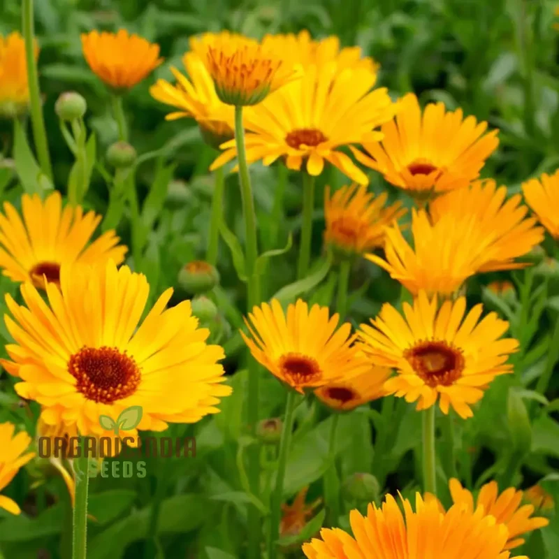 Calendula Flower Seeds, Buy Organic Seeds Online for Planting | Premium Quality Seeds