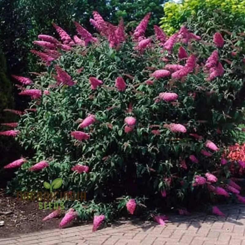 Butterfly Bush Mixed Seeds – Vibrant Blooms for Pollinator Gardens