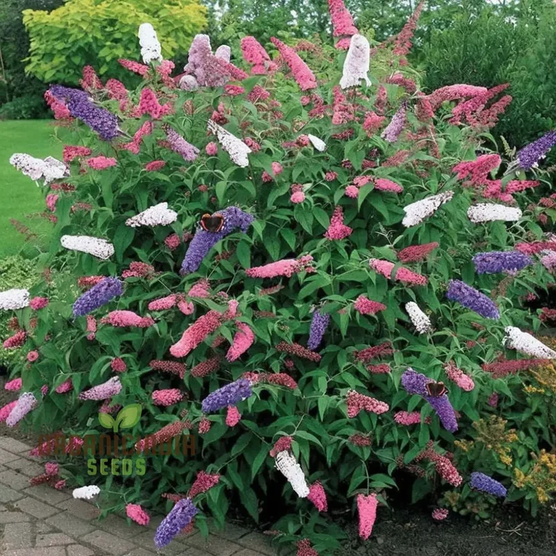 Butterfly Bush Mixed Seeds – Vibrant Blooms for Pollinator Gardens