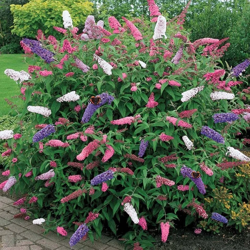 Butterfly Bush Mixed Seeds – Vibrant Blooms for Pollinator Gardens