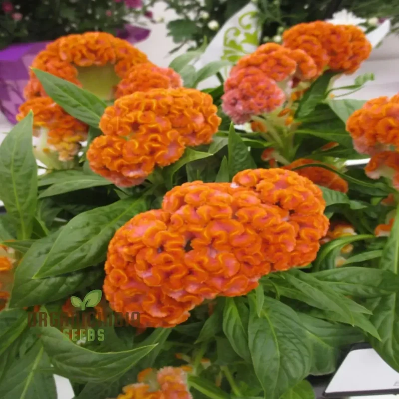 Orange Cockscomb Flower Seeds for Planting – Crested Celosia Blooms for Garden Beds, Borders, Pots, Balcony Containers & Outdoor Landscaping