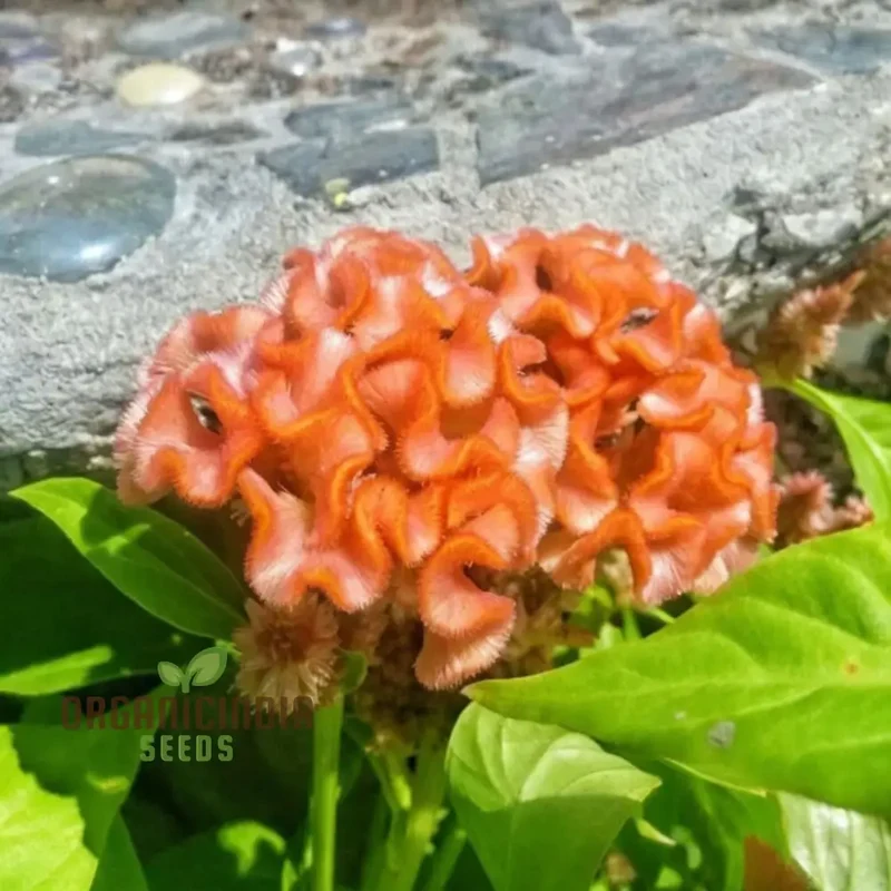 Orange Cockscomb Flower Seeds for Planting – Crested Celosia Blooms for Garden Beds, Borders, Pots, Balcony Containers & Outdoor Landscaping