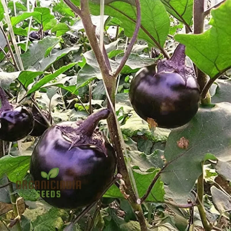 Round Purple Eggplant Vegetable Seeds, Grow Your Own Flavorful and Nutritious Produce