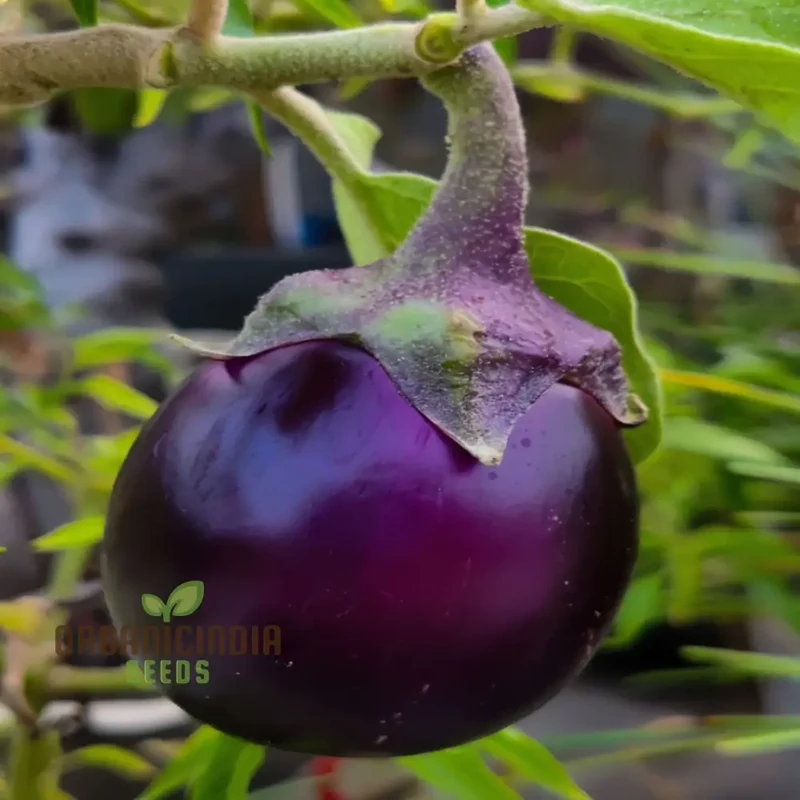 Round Purple Eggplant Vegetable Seeds, Grow Your Own Flavorful and Nutritious Produce