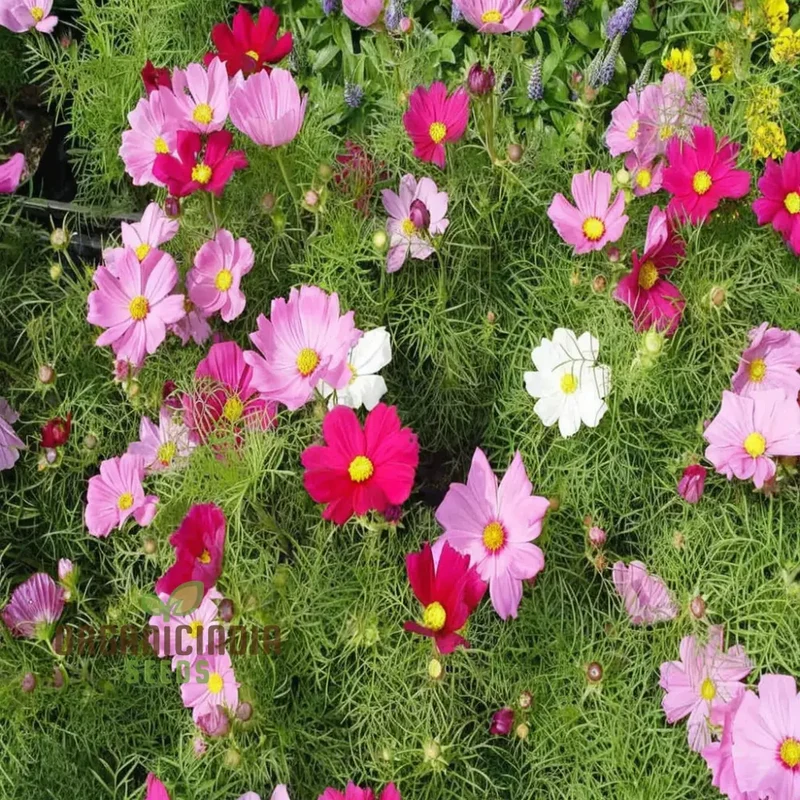 Mixed Flower Seeds for Gardening Enthusiasts Shells Brand Enhance Your Garden with a Burst of Vibrant Colors