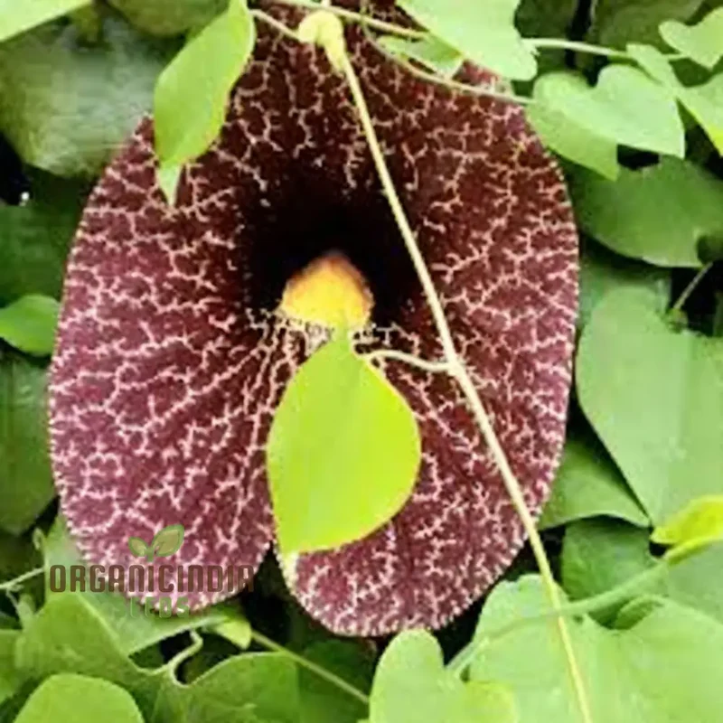 Dutchman’s Pipe Seeds (Climbing Dutchman’s Pipe Seeds) - Unique Blossoms for Vertical Gardening