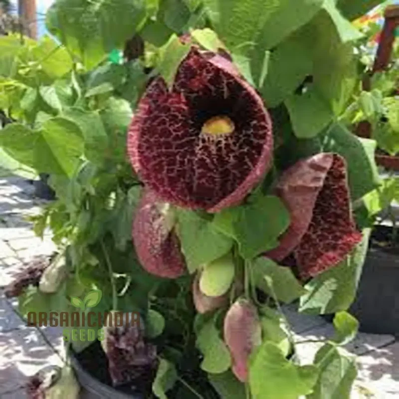 Dutchman’s Pipe Seeds (Climbing Dutchman’s Pipe Seeds) - Unique Blossoms for Vertical Gardening