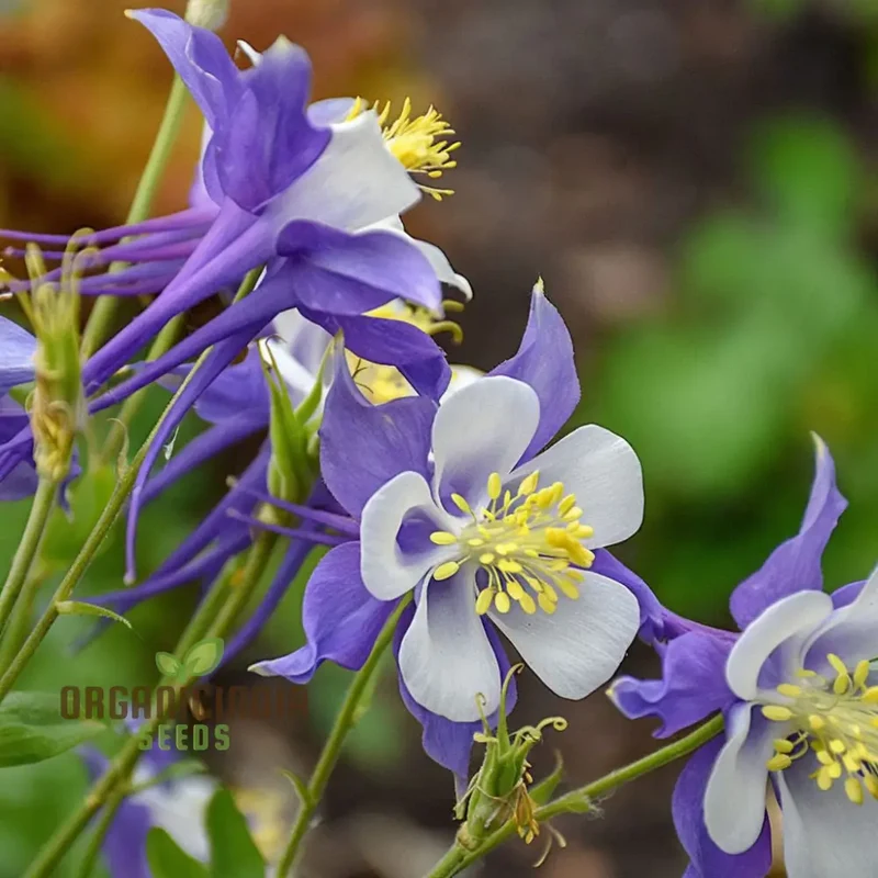 Aquilegia Blue Columbine Flower Seeds - Delicate Blooms for Enchanting Garden Borders