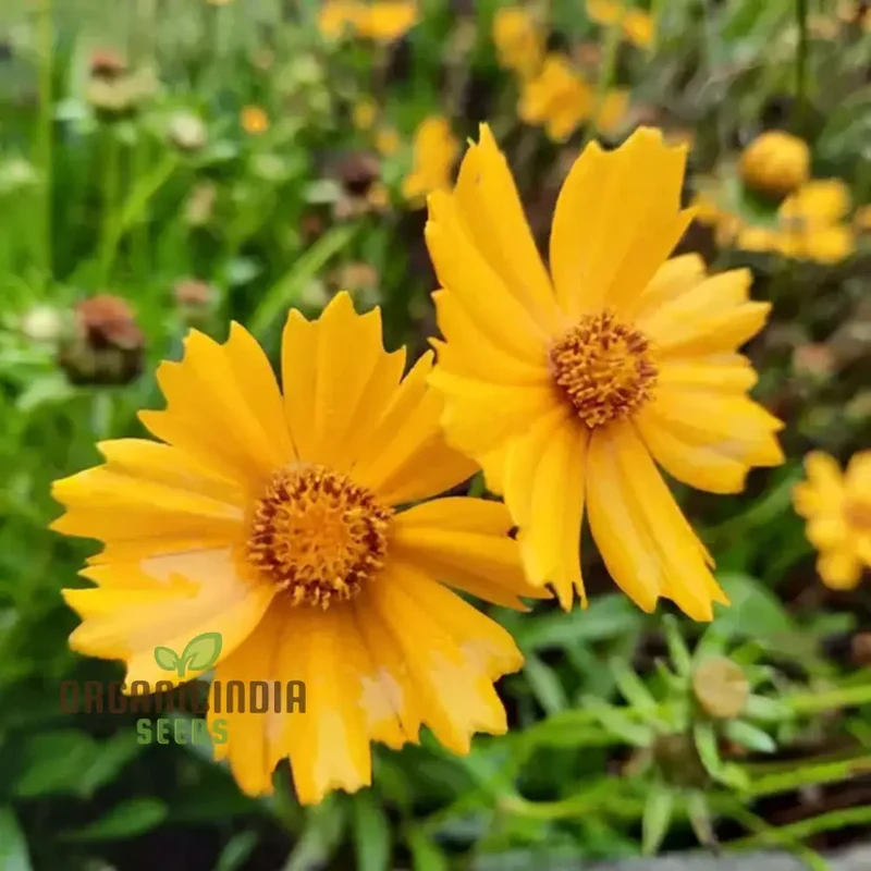 Tickseed Lance-Leaved Coreopsis - Heat & Drought Tolerant Wildflowers for Thriving Gardens | Resilient, Vibrant, and Low-Maintenance Perennials