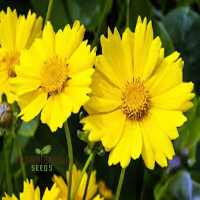 Tickseed Lance-Leaved Coreopsis - Heat & Drought Tolerant Wildflowers for Thriving Gardens | Resilient, Vibrant, and Low-Maintenance Perennials