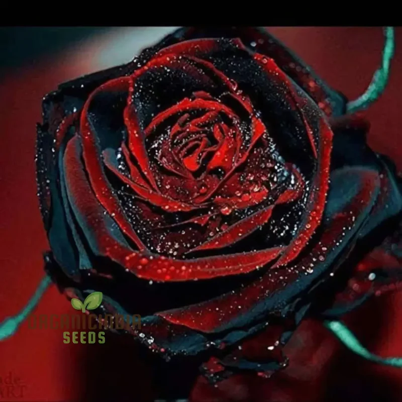 Black Rose Seeds – Red-Edged Unique Garden Blooms