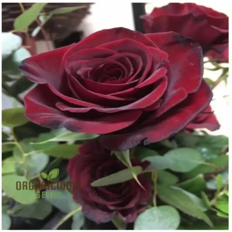 Black Rose Seeds – Red-Edged Unique Garden Blooms