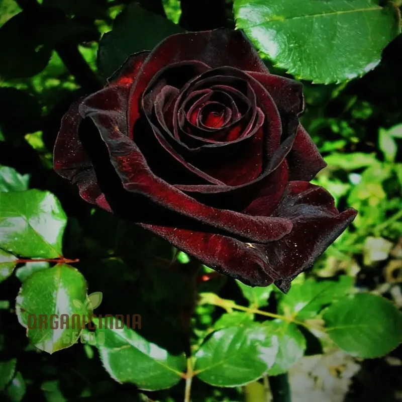 Black Rose Seeds – Red-Edged Unique Garden Blooms