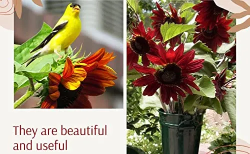 Cherry Chocolate Sunflower Seeds – Vibrant Garden Blooms
