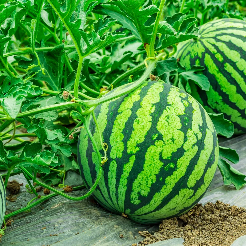Melon d'eau
