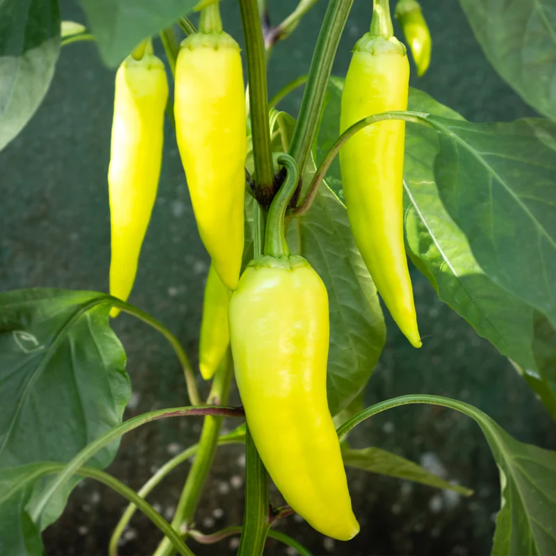 Piment banane doux