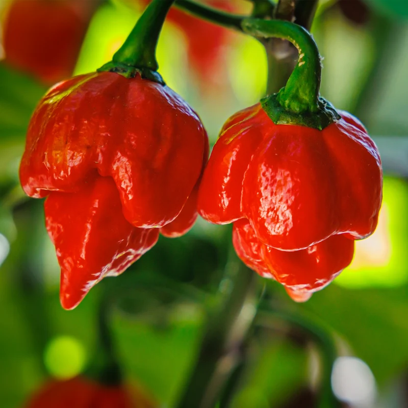 Piment fort Carolina Reaper