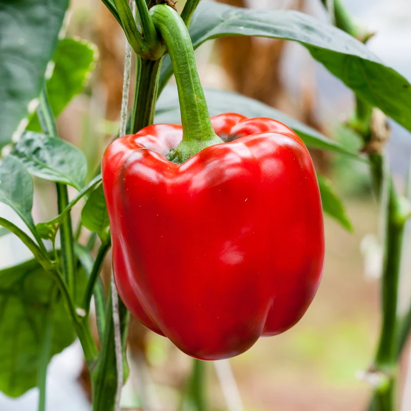 Poivron rouge
